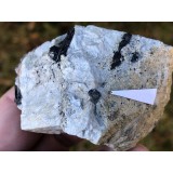 Xenotim
